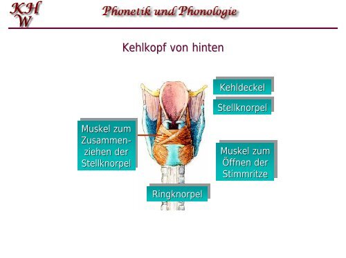 Phonetik und Phonologie 5