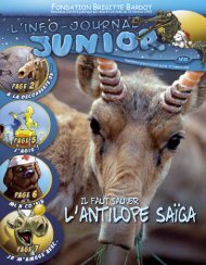 l antilope saïga - Site Junior - Fondation Brigitte Bardot