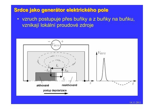 Měření elektrického pole srdce - FBMI