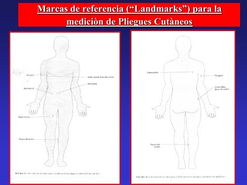 15 Introduccion Antropometria Cineantropometria