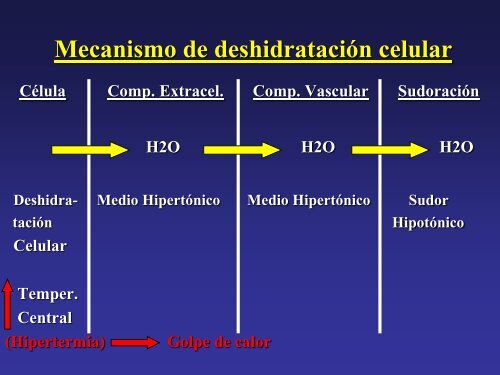 13 Calor y Deshidratacion en Natacion