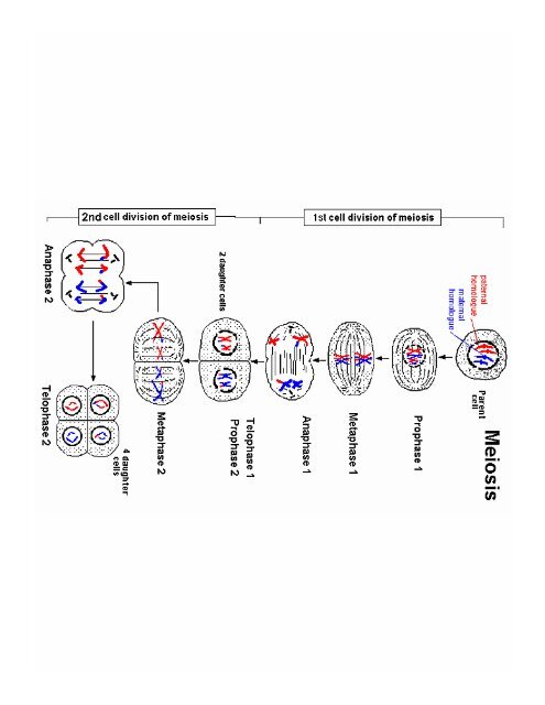 AN INTRODUCTION TO RECOMBINATION AND LINKAGE ANALYSIS