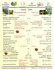 Tomate ﺔﺷﯾطﺎﻣ - Fellah Trade