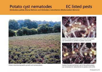 Potato cyst nematodes (PDF 77KB)