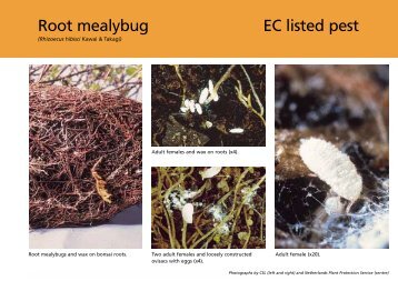 Root mealybug (PDF 77KB)