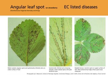 Angular leaf spot on strawberry (PDF 62KB)