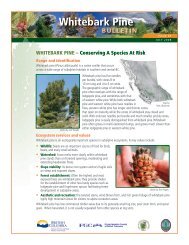 Whitebark Pine Bulletin - Forest Genetics Council of British Columbia