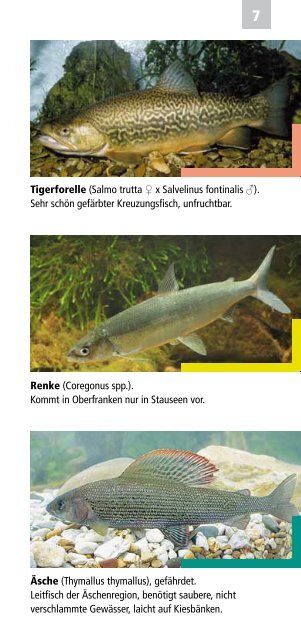 Fische, Krebse und Muscheln in Oberfranken - Bezirk Oberfranken