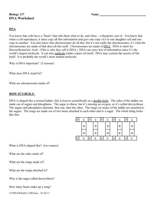 dna-base-pairing-worksheet-dna-replication-and-transcription-worksheet-practice-base-pairing