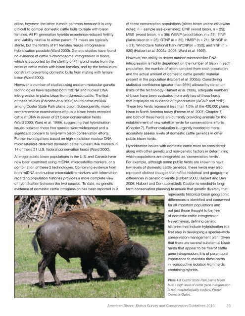 American Bison - Buffalo Field Campaign