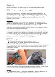 Magpie Pox - Fourth Crossing Wildlife