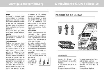 Produçã de Mudas - ADEL Sofala