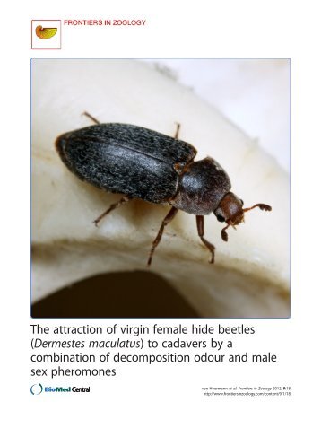 The attraction of virgin female hide beetles - Frontiers in Zoology