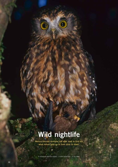 Wild Nightlife (PDF version) - Forest and Bird