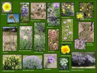 For a sneak peek at some of the wildflowers we hope to see, click here