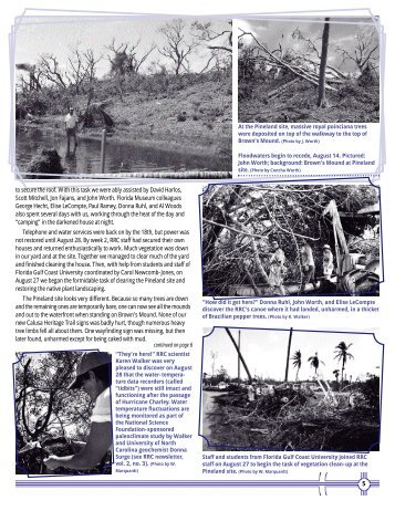 At the Pineland site, massive royal poinciana trees - Florida Museum ...