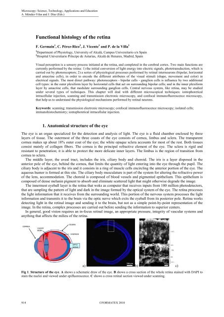 Functional histology of the retina - Oftared