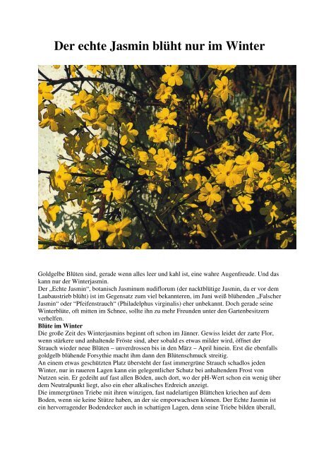Der echte Jasmin blüht nur im Winter Gartenbauverein
