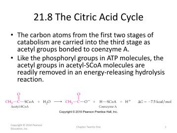 21.8 The Citric Acid Cycle