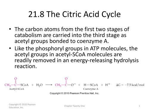 21.8 The Citric Acid Cycle