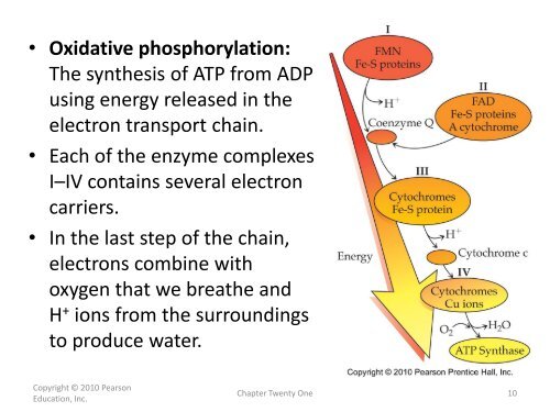 21.8 The Citric Acid Cycle