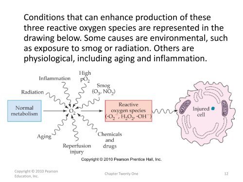 21.8 The Citric Acid Cycle