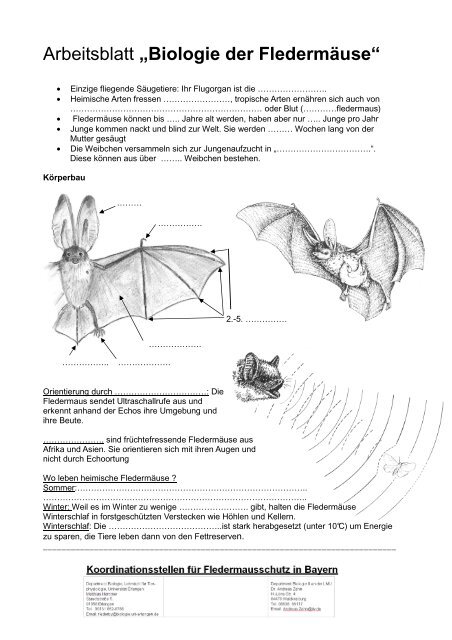 Arbeitsblatt Fledermäuse - Fledermaus-Bayern