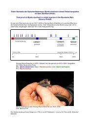 Erster Nachweis der Nymphenfledermaus Myotis alcathoe in einem ...