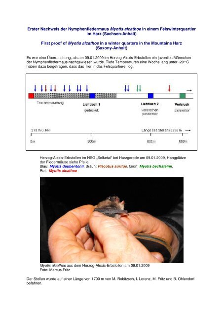 Erster Nachweis der Nymphenfledermaus Myotis alcathoe in einem ...