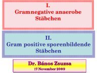 Gram positive sporenbildende Stäbchen