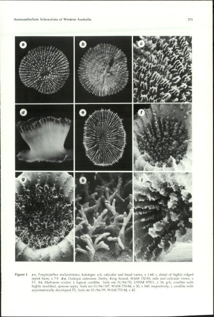 Azooxanthellate Scleractinia (Cnidaria: Anthozoa) - Western ...