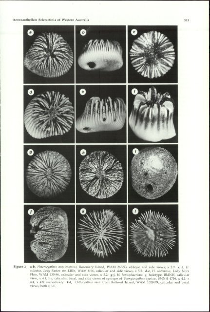 Azooxanthellate Scleractinia (Cnidaria: Anthozoa) - Western ...