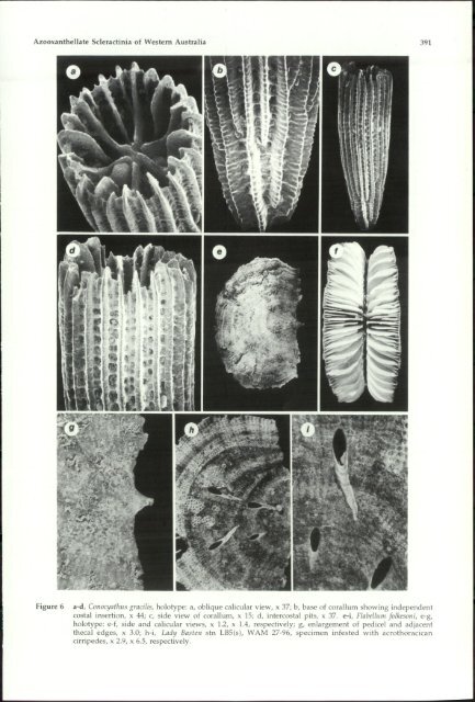 Azooxanthellate Scleractinia (Cnidaria: Anthozoa) - Western ...