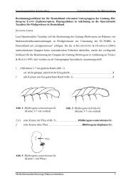 Bestimmungsschlüssel Eintagsfliegen-Gattung Rhithrogena