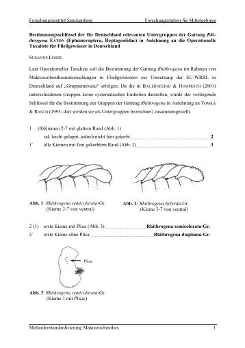 Bestimmungsschlüssel Eintagsfliegen-Gattung Rhithrogena