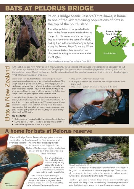 Bat Brochure - Forest and Bird