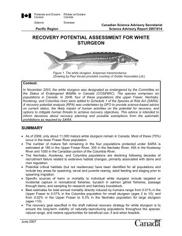 RECOVERY POTENTIAL ASSESSMENT FOR WHITE STURGEON