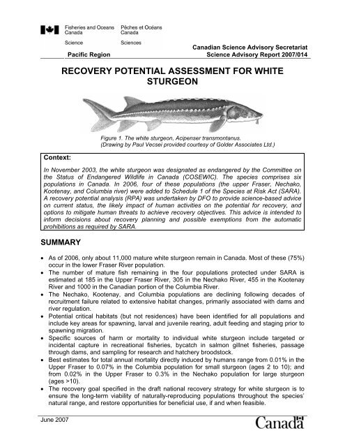 RECOVERY POTENTIAL ASSESSMENT FOR WHITE STURGEON