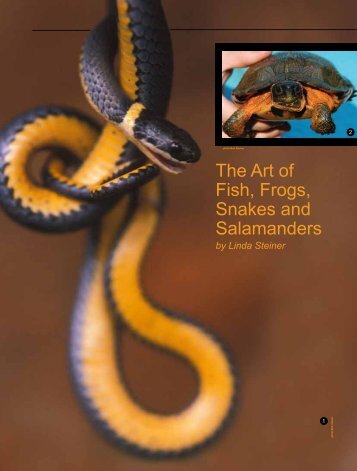 The Art of Fish, Frogs, Snakes and Salamanders by Linda Steiner