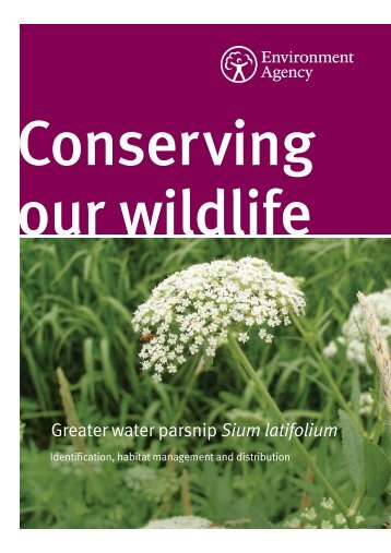Greater water parsnip Sium latifolium - FreshwaterLife
