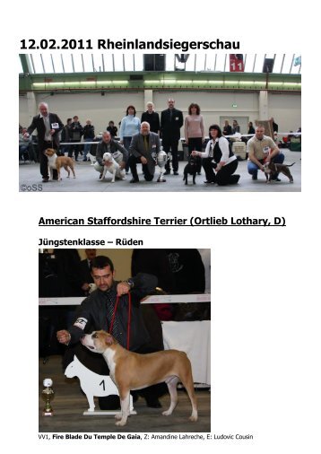 American Staffordshire Terrier (Ortlieb Lothary, D)