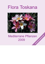 Mediterrane Blütenpflanzen ... Mittelmeerraum - Flora toskana