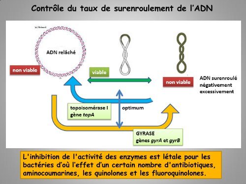 Réplication - Faculté des Sciences Rabat