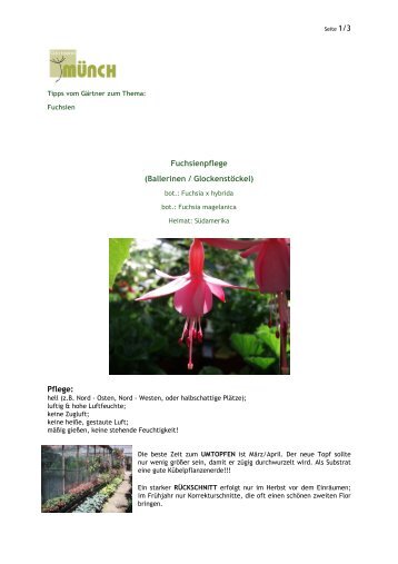 Fuchsienpflege (Ballerinen / Glockenstöckel) Pflege: