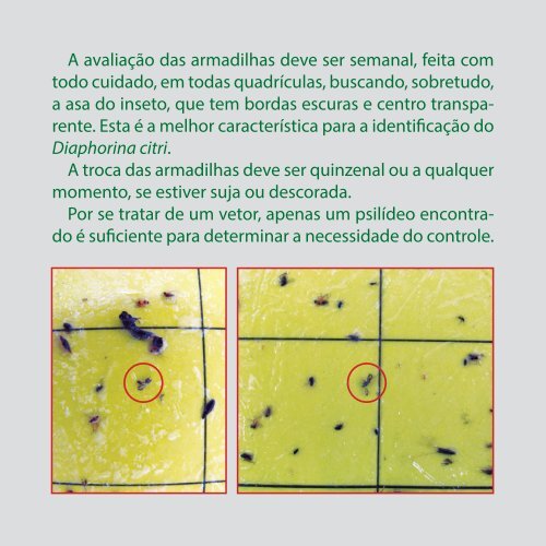 Diaphorina Citri MANUAL - Fundecitrus