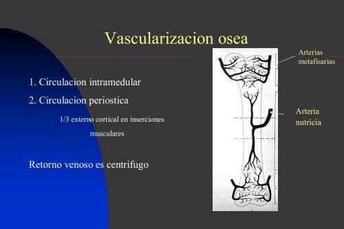 Osteosintesis biologica en el tratamiento de fracturas
