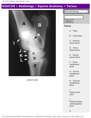 KSUCVM - Radiology - Equine Anatomy - Tarsus