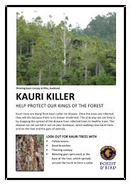 KAURI KILLER - Forest and Bird