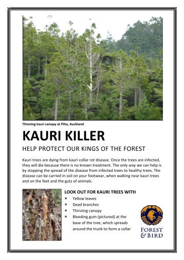 KAURI KILLER - Forest and Bird