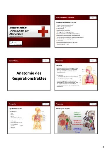 Anatomie des Anatomie des Respirationstraktes